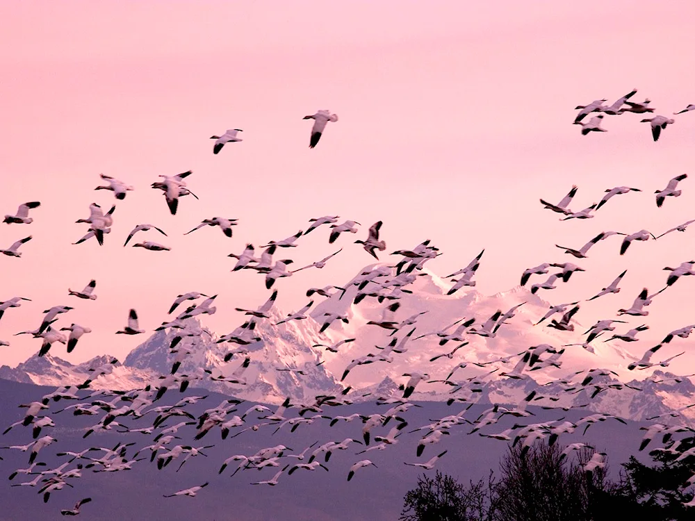 Flock of birds