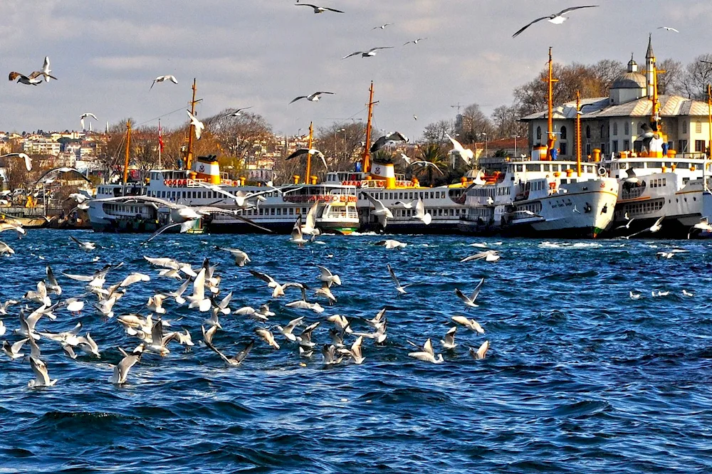 More Seagulls