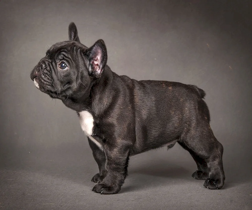 French bulldog