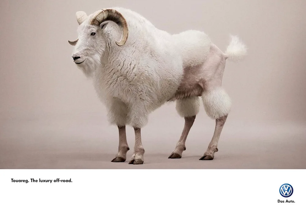 Curly Sheep