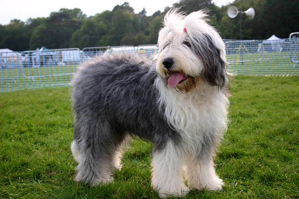 South Russian sheepdog puppies