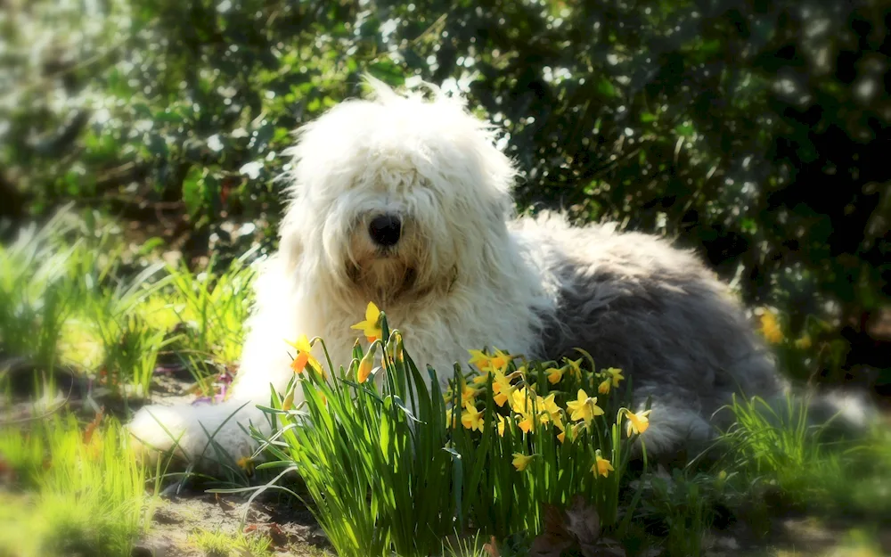 Bobtail dog