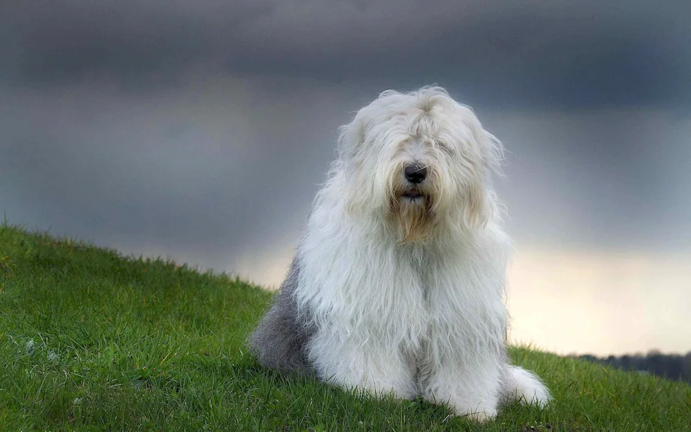 Old English sheepdog bobtail