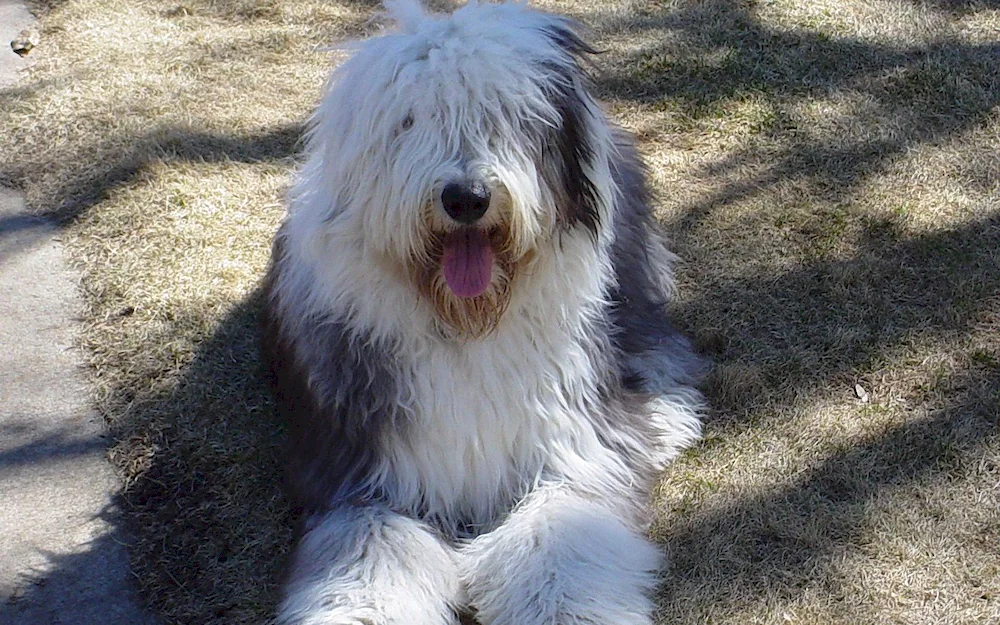 Old English Shepherd Bobtail