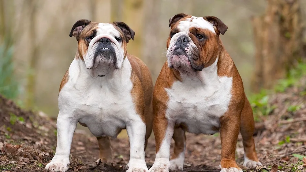 Old English bulldog breed