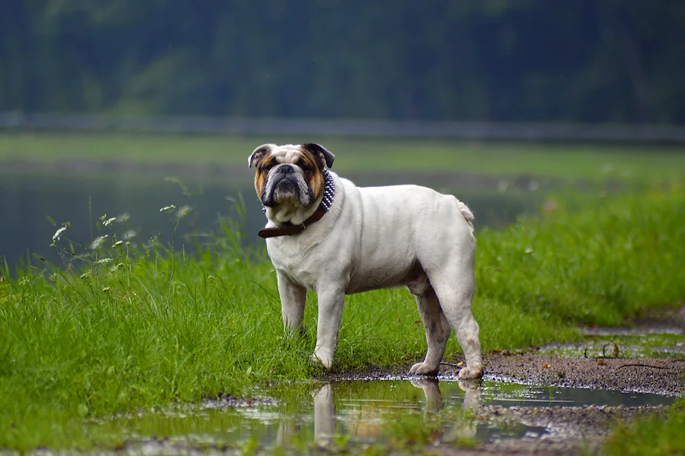 American Bulldog dog