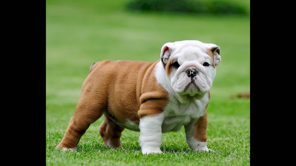 Old English bulldog puppies