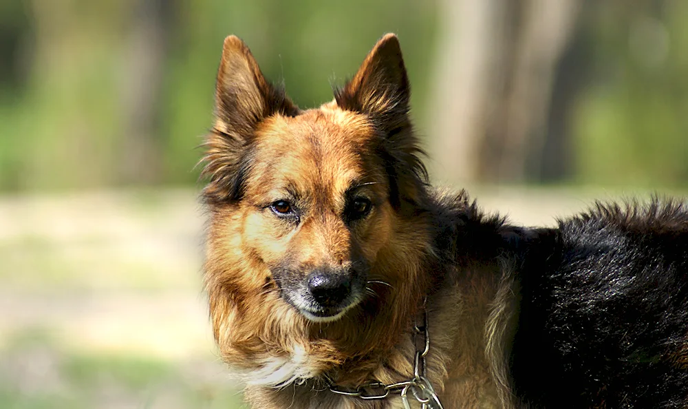 Old German Shepherd dog photo