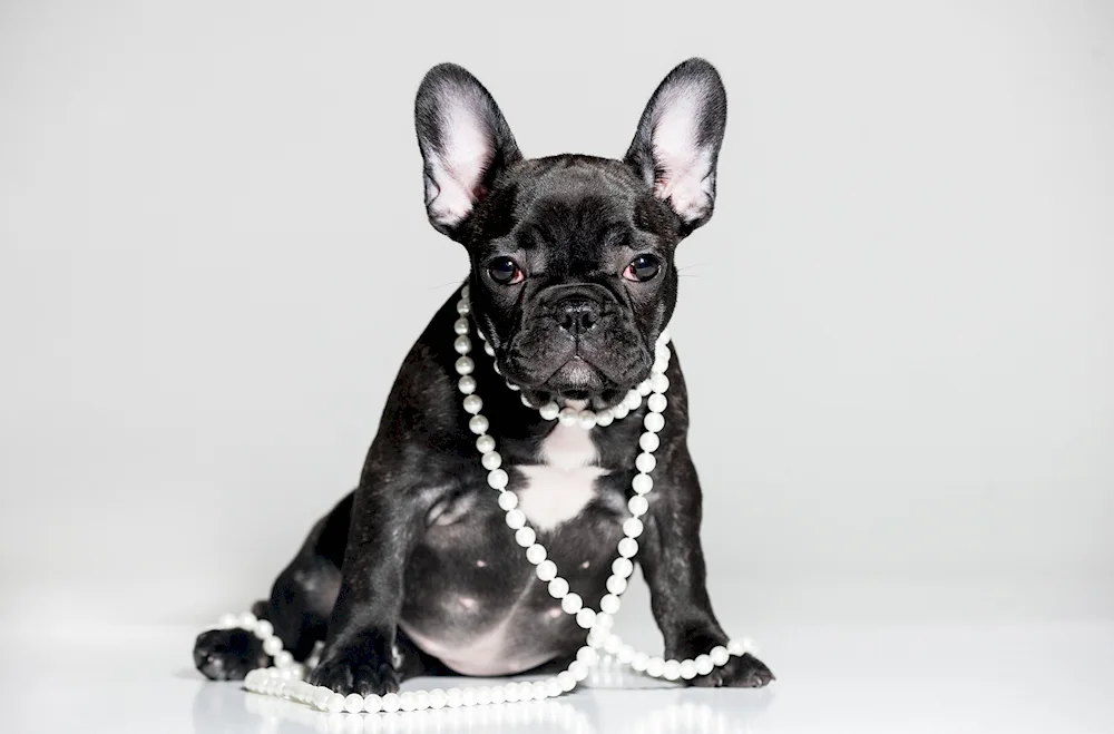 Black French Bulldog