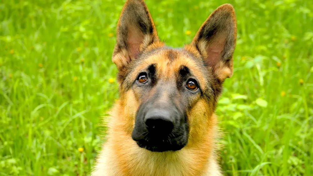 Long-haired Shepherd