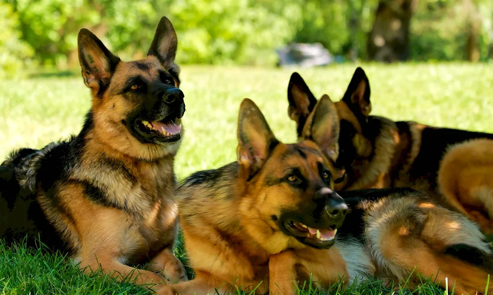 Starotype German Shepherd Dog