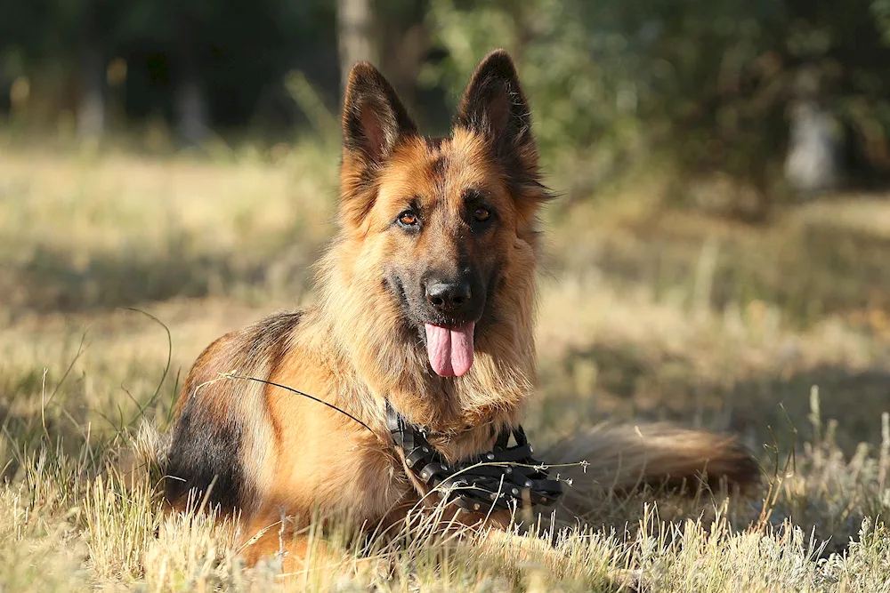 German Shepherd Long-Haired Red