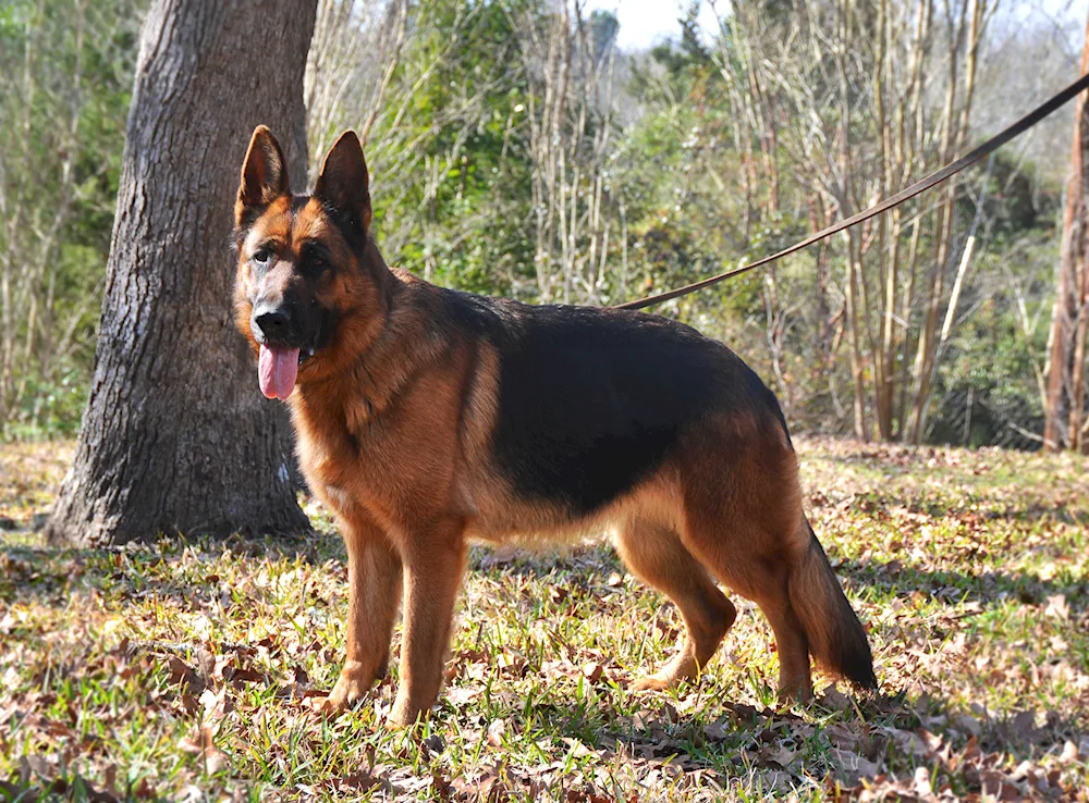 Starotyped German Shepherd