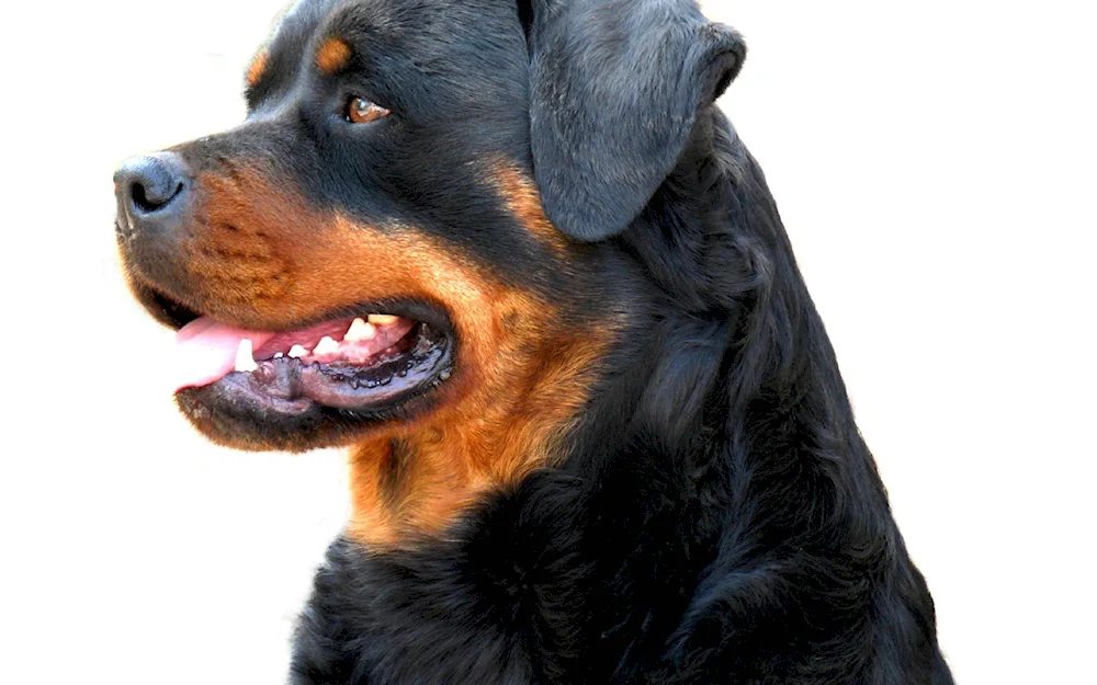 Starotypical Rottweiler