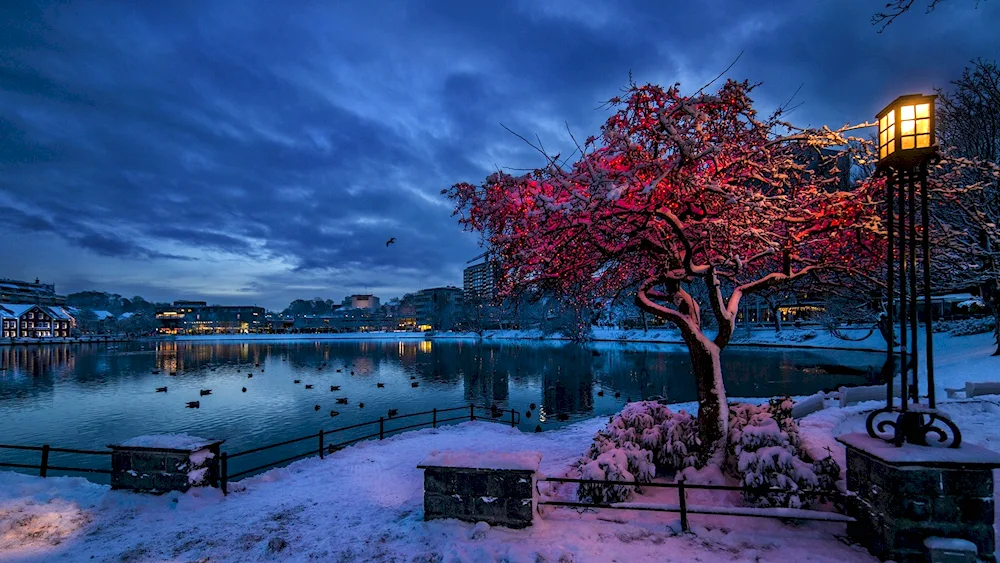 Calgary winter