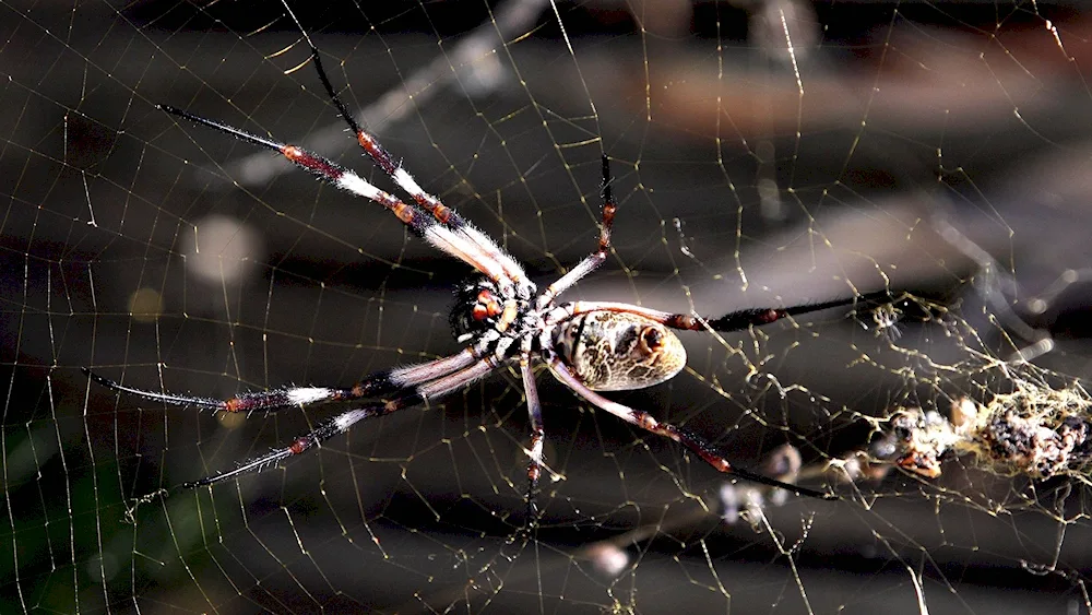 Phidippus Audax