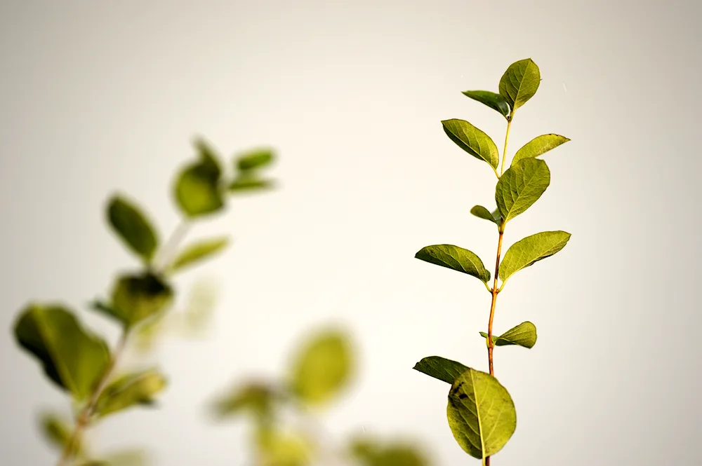 Stem with leaves