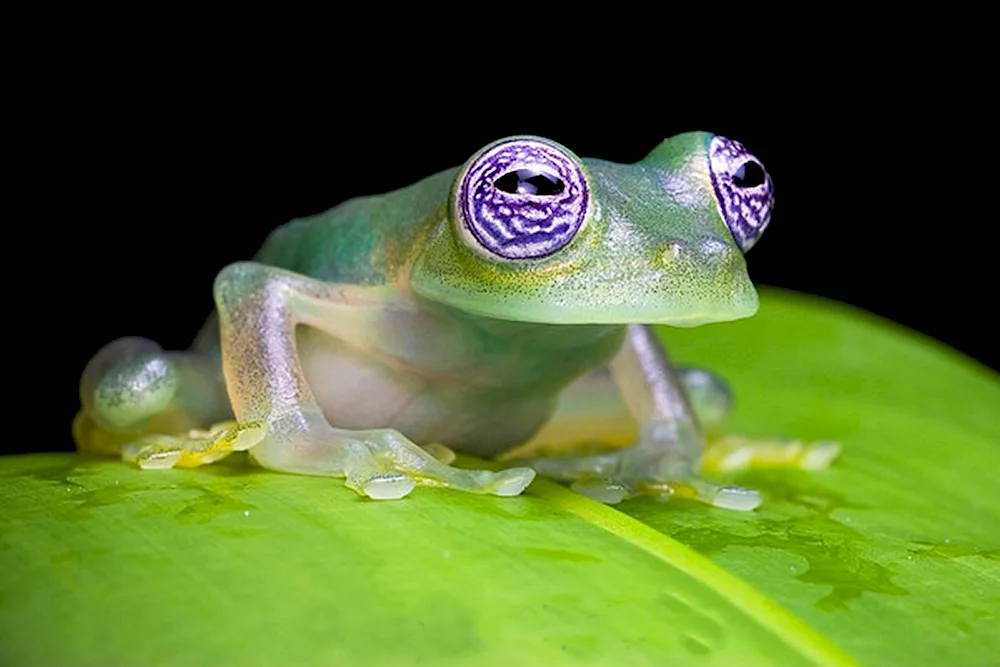 Fleischmann's Glass Frog