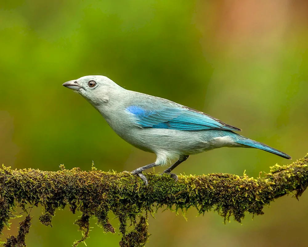 Blue sialia blue finch