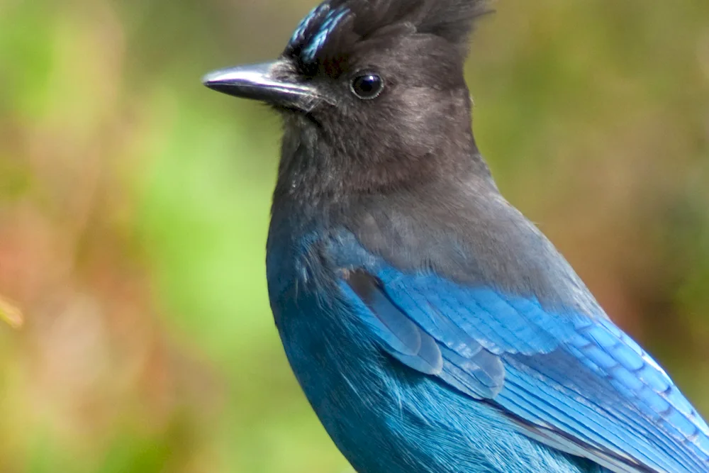 Blue bush chaffinch