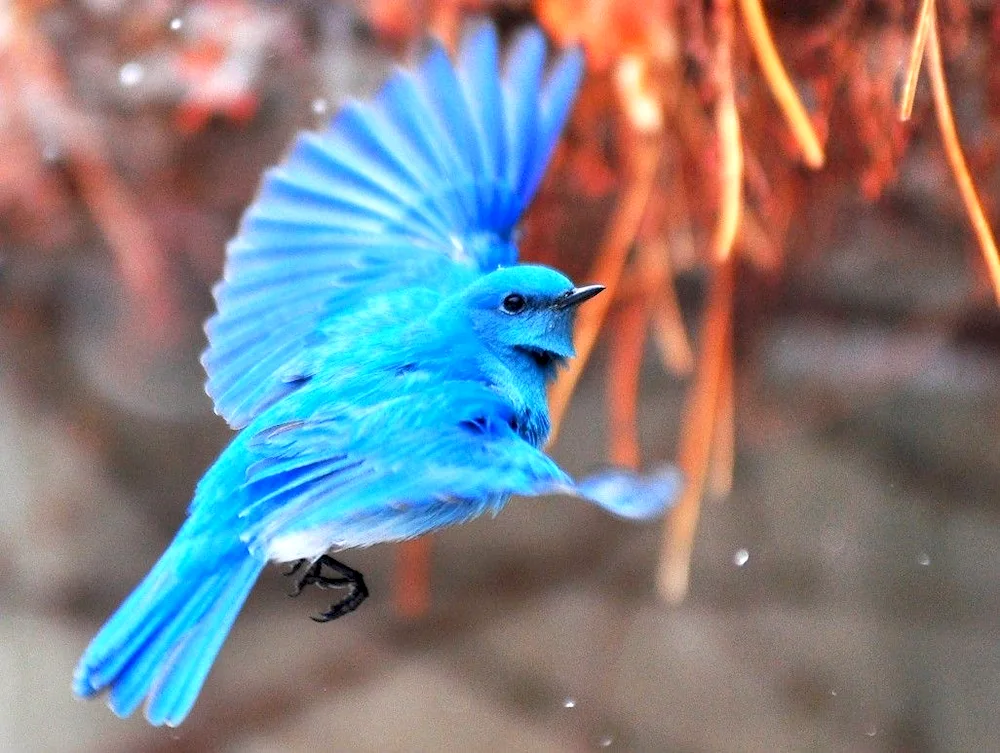 Steller's black-headed blue jay