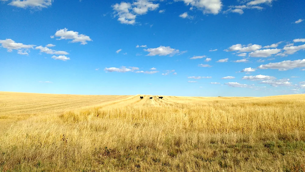 Steppe Horizon panorama