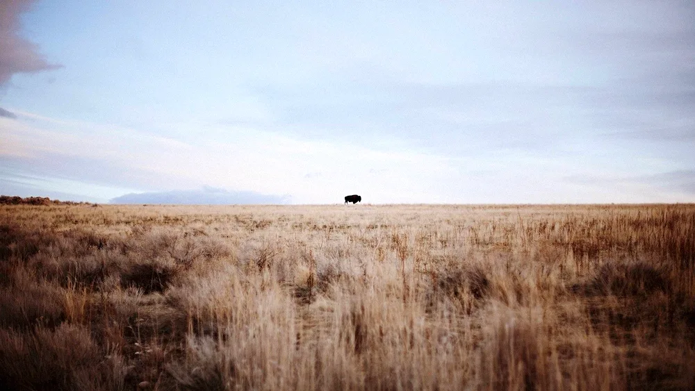 The steppe and steppes of Russia