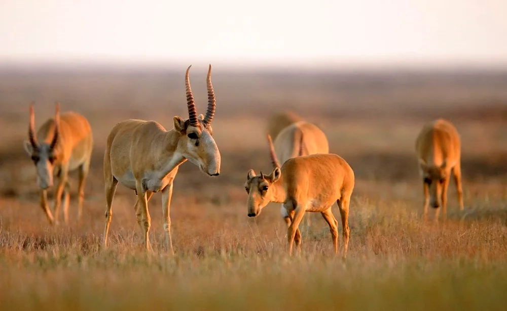 Steppe antelope Saiga