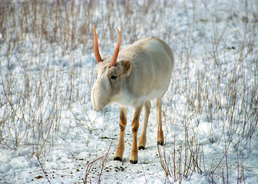 Saiga antelope Saiga