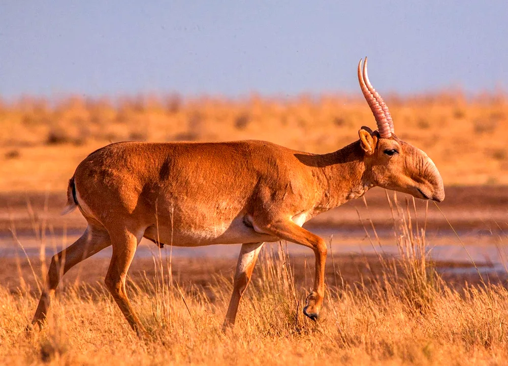 Saiga Antelope Saiga