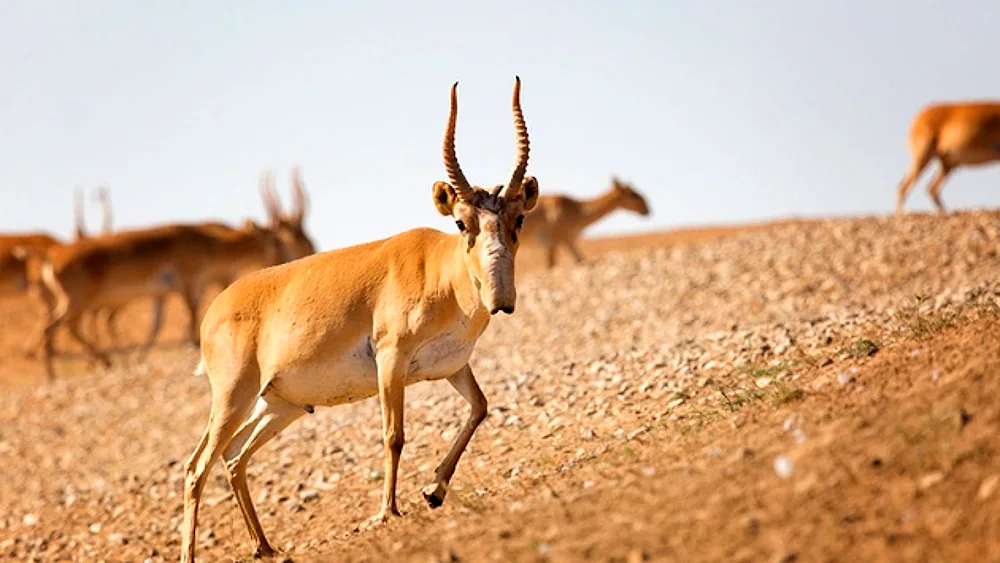 Saiga antelope Saiga