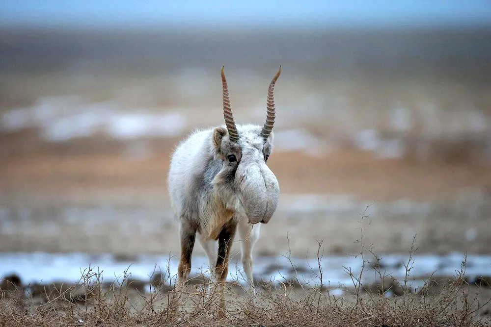 Saiga in Kalmykia