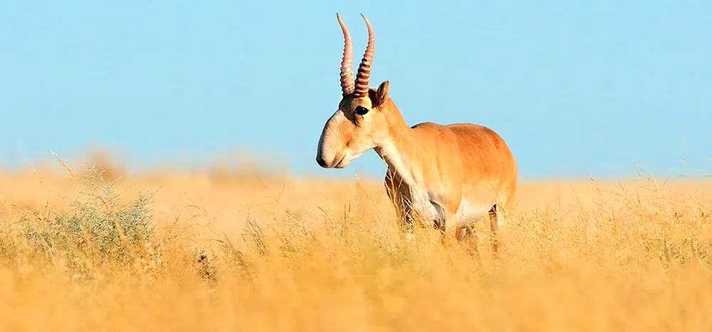 Astrakhan Stepnoy Saiga Saiga