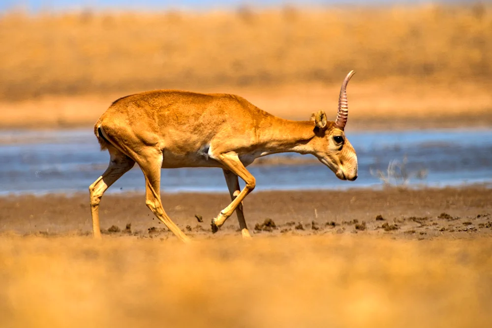 Antilope addax