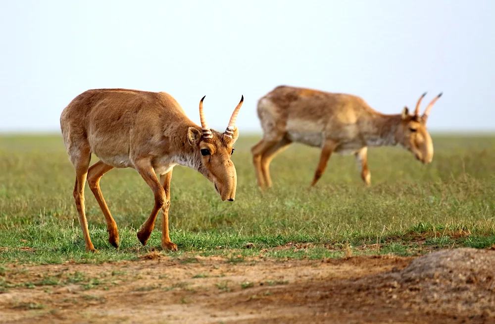 Saiga Saiga