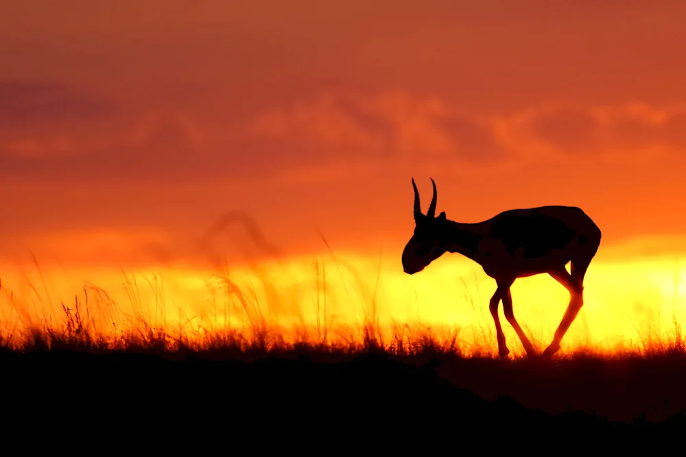 Saiga Saiga