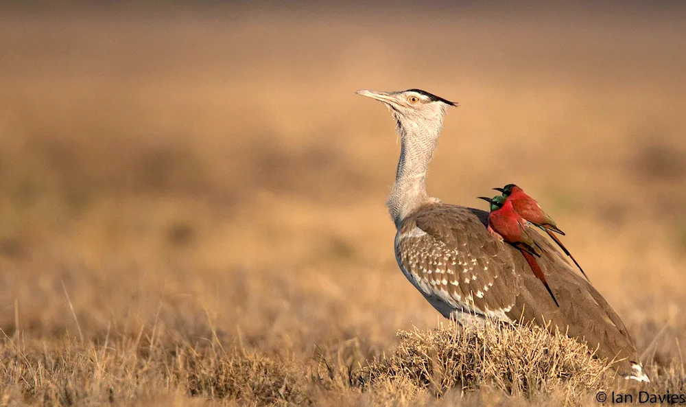 Steppe Bustard