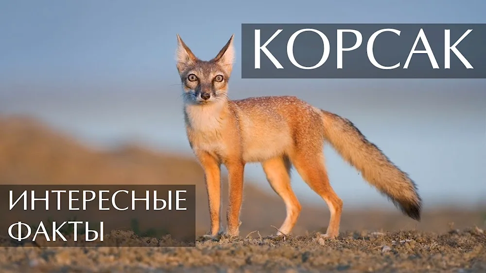 Steppe Fox Korsak