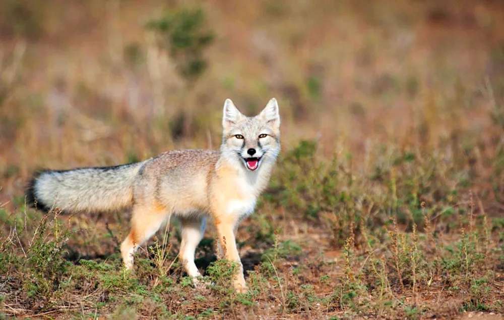 Steppe Fox Korsak