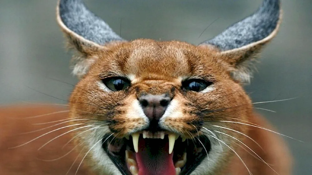 Stephen Lynx caracal