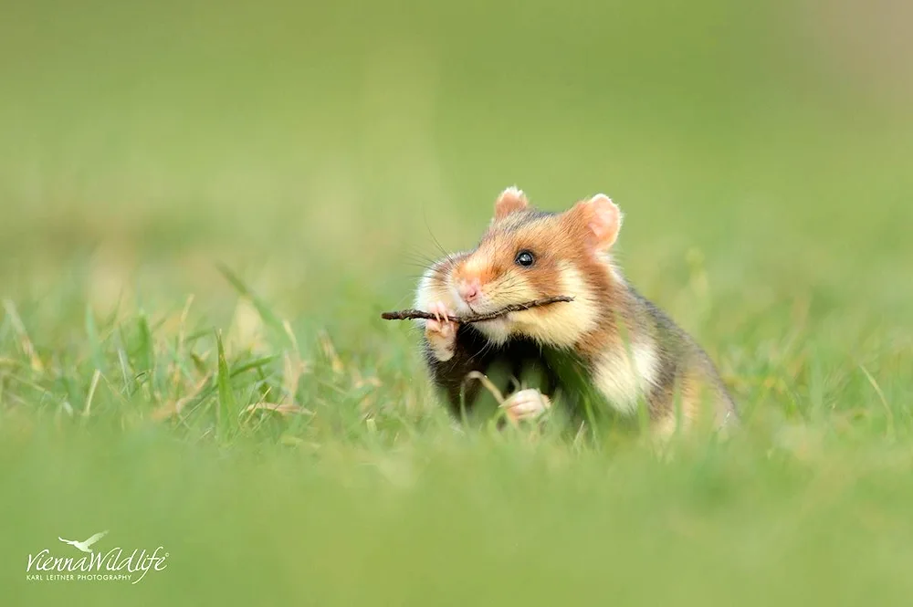 Steppe hamster. hamster