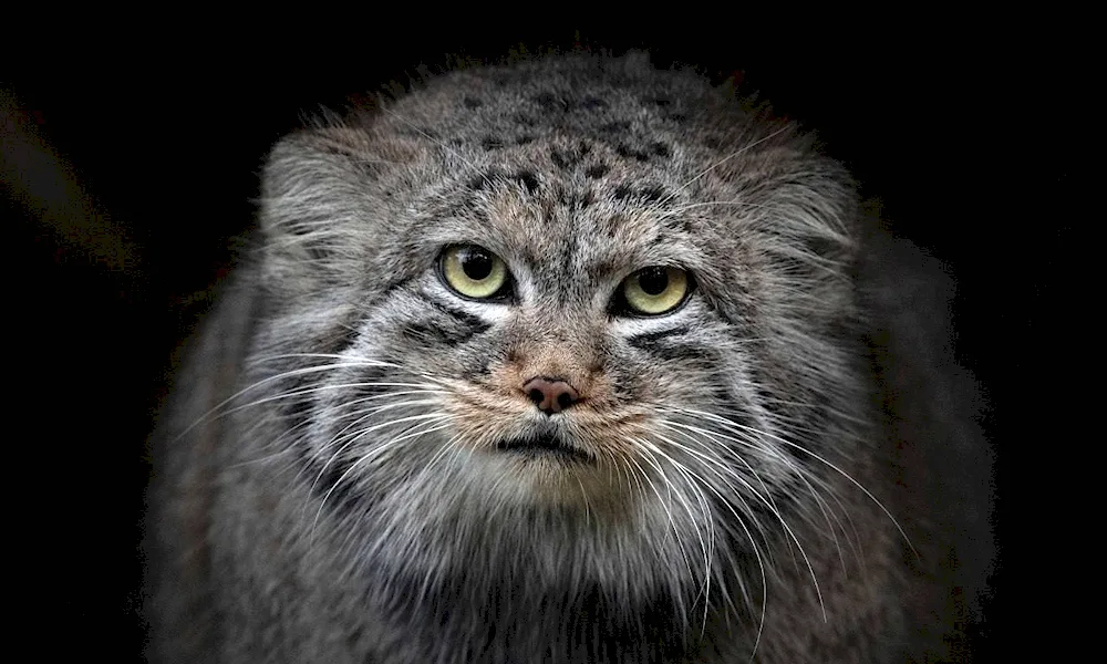 Steppe cat Manul