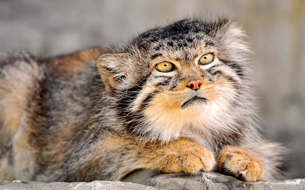 Steppe cat Manul