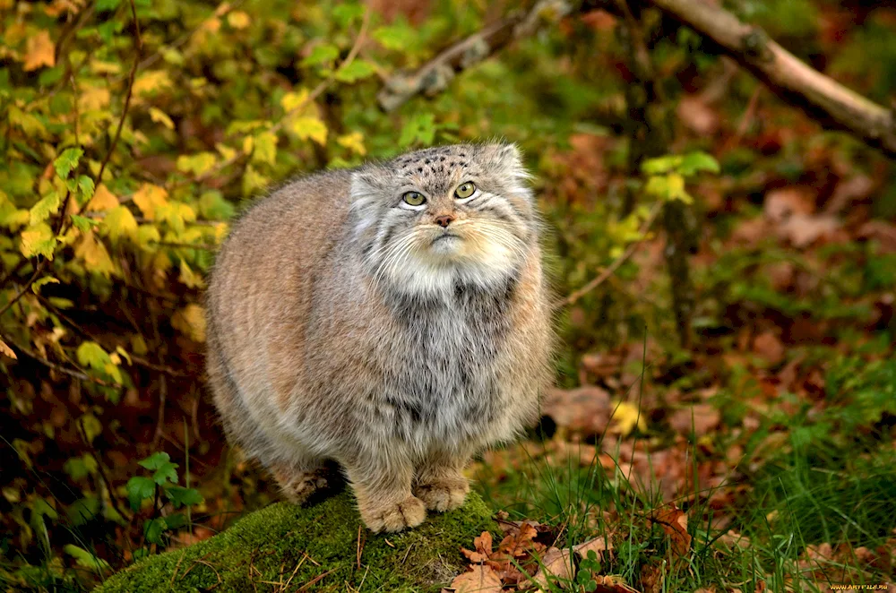 Steppe cat Manul