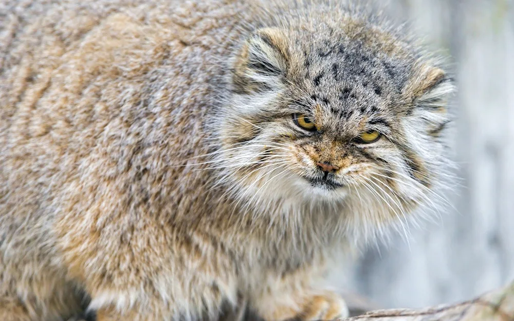 Manul Steppe Cat