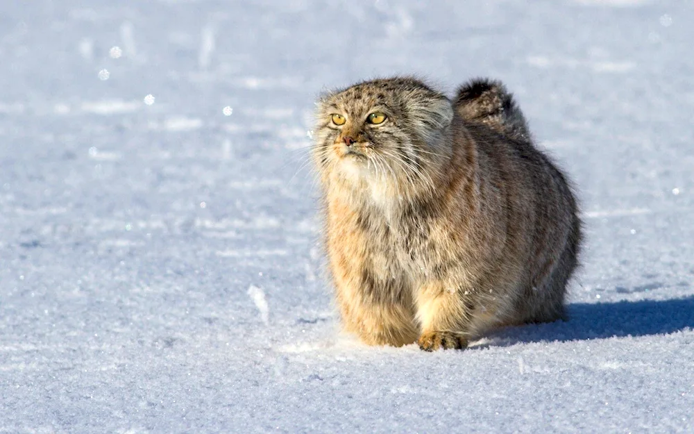 Pallas’ cat