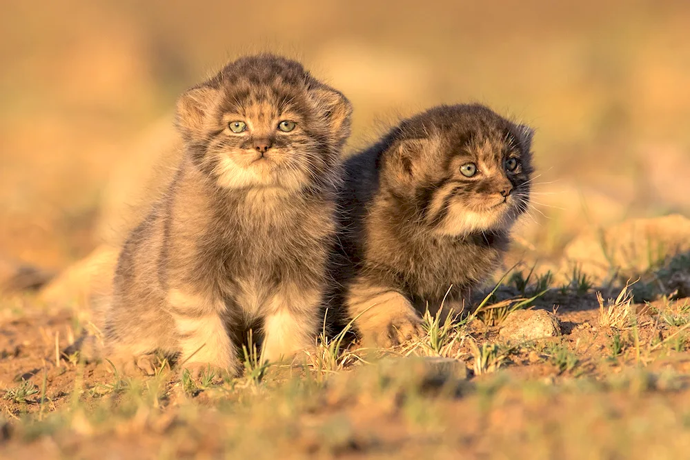 Pallas‘ cat Manul