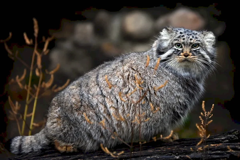 Wild cat Manul