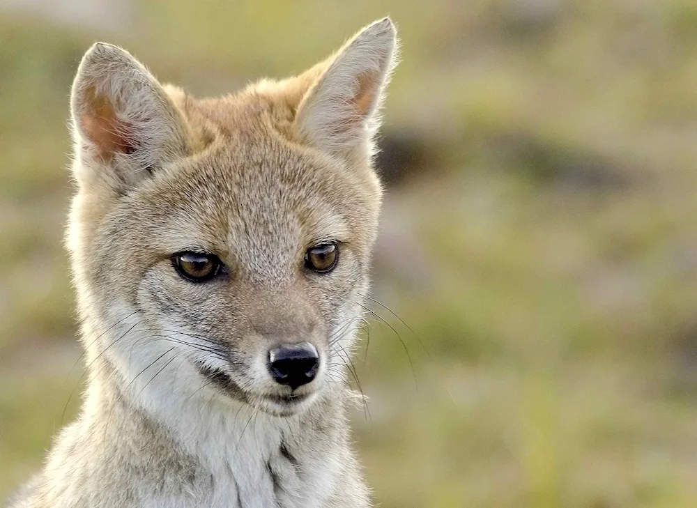 Steppe Fox Korsak