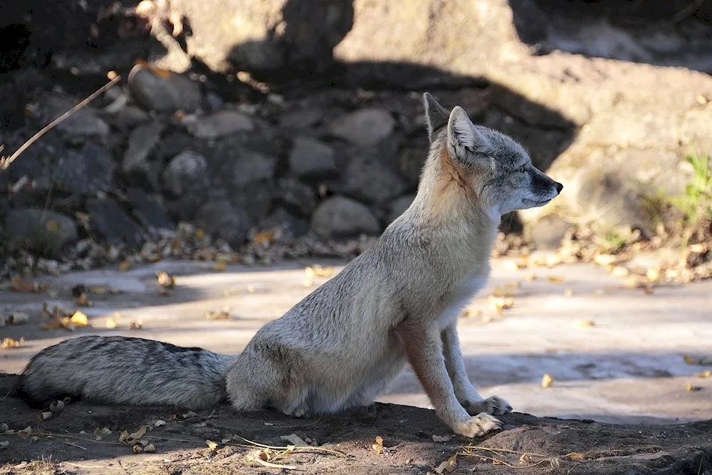 Steppe Fox Korsak